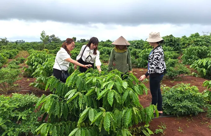 Thí điểm thành công hệ thống cơ sở dữ liệu rừng và vùng trồng cà phê